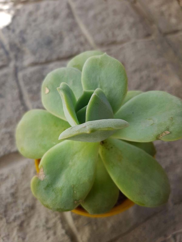 A photo of Graptoveria Lovely Rose