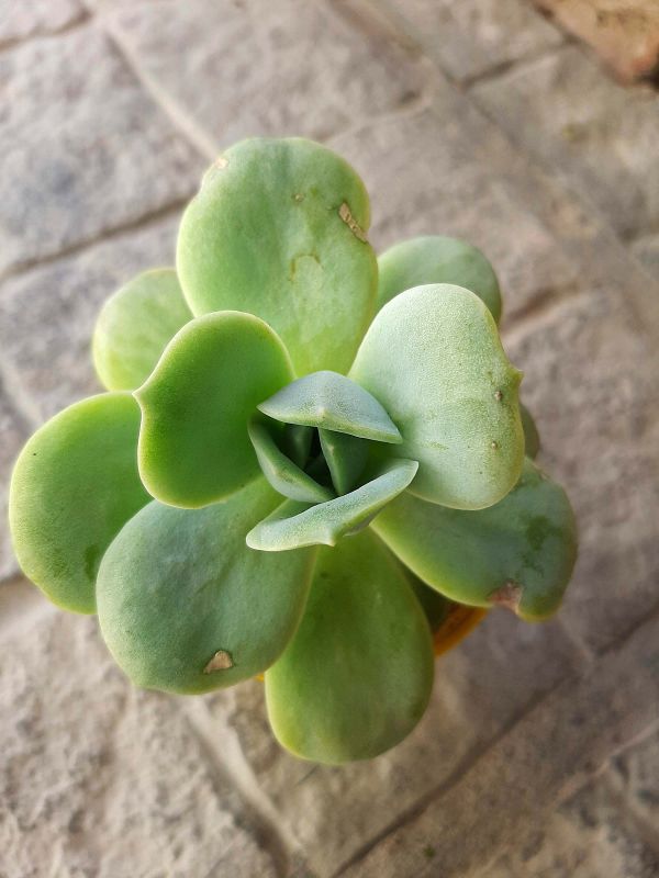 A photo of Graptoveria Lovely Rose