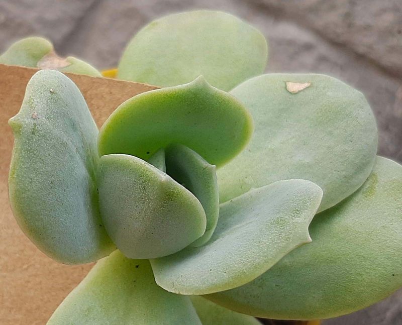A photo of Graptoveria Lovely Rose