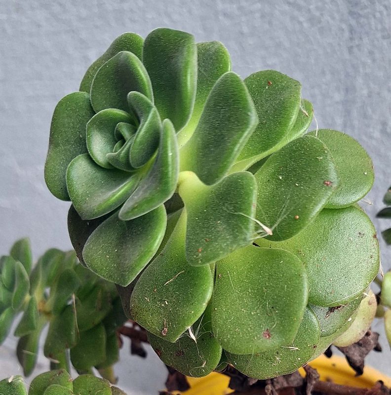 Una foto de Aeonium Lily Pad (Aichryson tortuosum ssp. bethencourtianum x Aeonium lindleyi) (HIBRIDO)