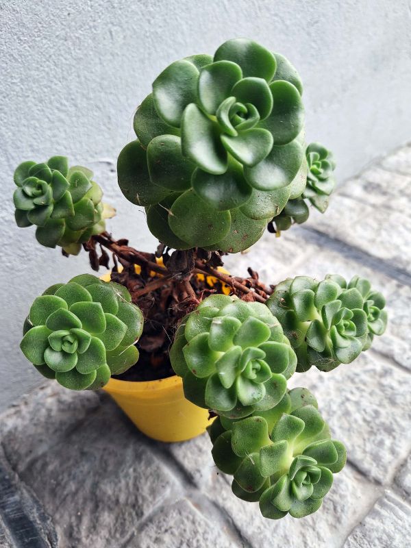 Una foto de Aeonium Lily Pad (Aichryson tortuosum ssp. bethencourtianum x Aeonium lindleyi) (HIBRIDO)