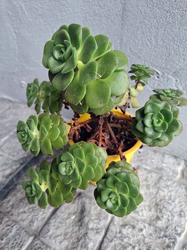 Una foto de Aeonium Lily Pad (Aichryson tortuosum ssp. bethencourtianum x Aeonium lindleyi) (HIBRIDO)