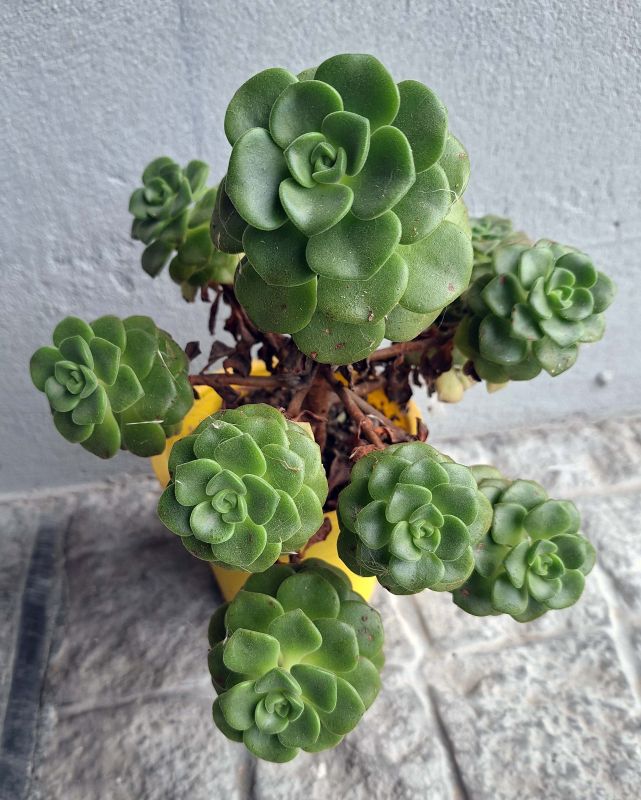 Una foto de Aeonium Lily Pad (Aichryson tortuosum ssp. bethencourtianum x Aeonium lindleyi) (HIBRIDO)