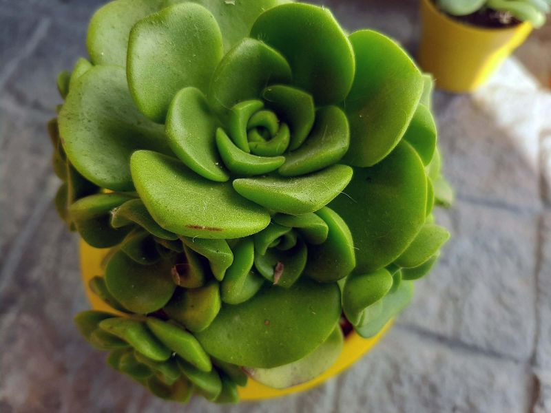 Una foto de Aeonium Lily Pad (Aichryson tortuosum ssp. bethencourtianum x Aeonium lindleyi) (HIBRIDO)