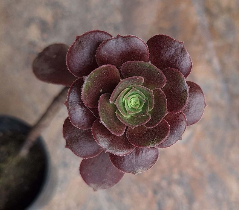 Photo of a cactus currently being identified
