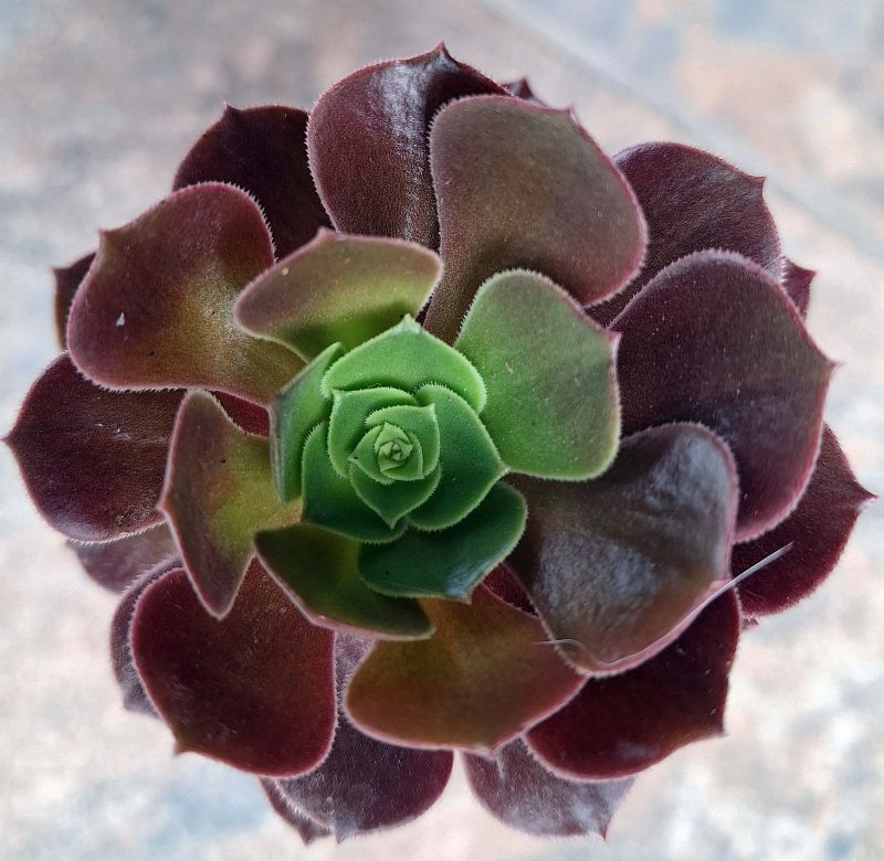 Photo of a cactus currently being identified