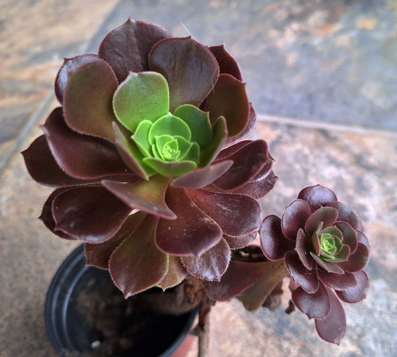 Photo of a cactus currently being identified