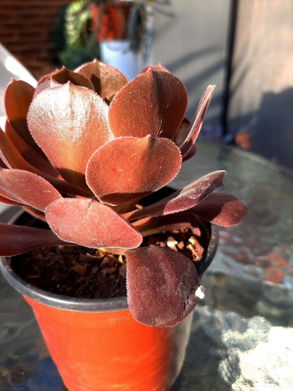 Photo of a cactus currently being identified
