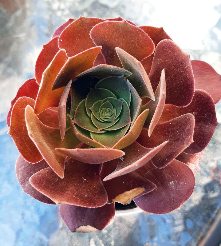 Photo of a cactus currently being identified