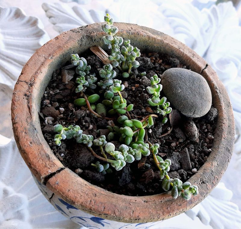 Photo of a cactus currently being identified