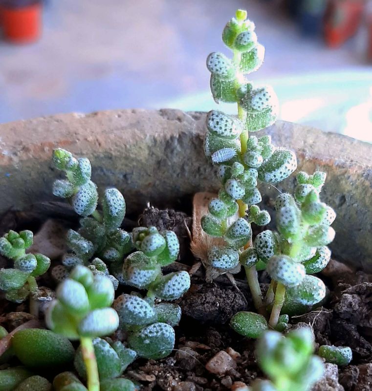 Photo of a cactus currently being identified