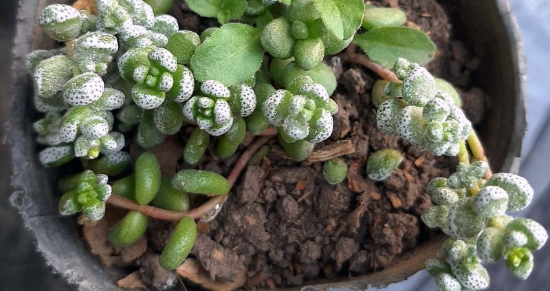 Photo of a cactus currently being identified
