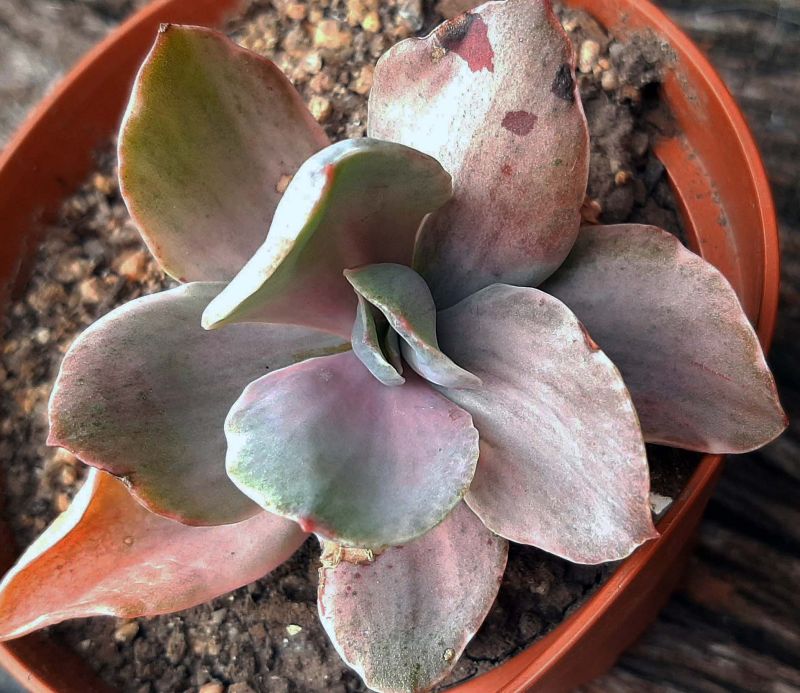 Photo of a cactus currently being identified