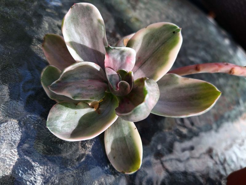 Photo of a cactus currently being identified