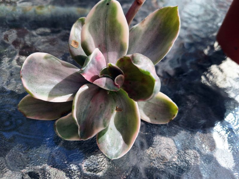 Photo of a cactus currently being identified