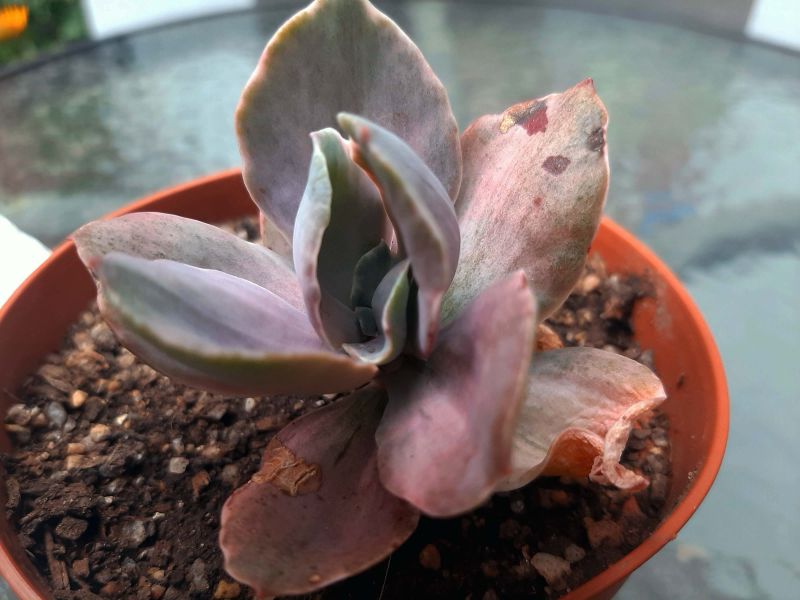 Photo of a cactus currently being identified