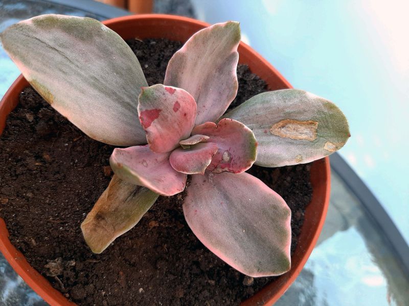 Photo of a cactus currently being identified