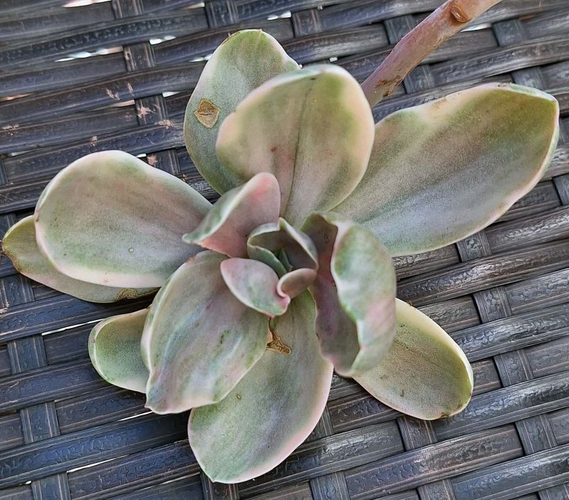 Photo of a cactus currently being identified