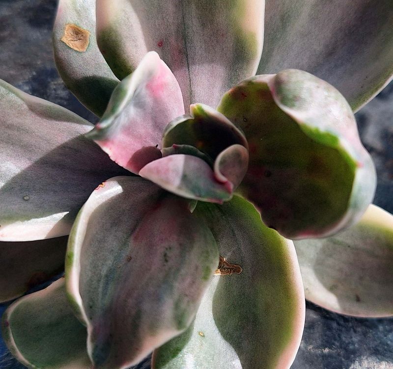 Photo of a cactus currently being identified