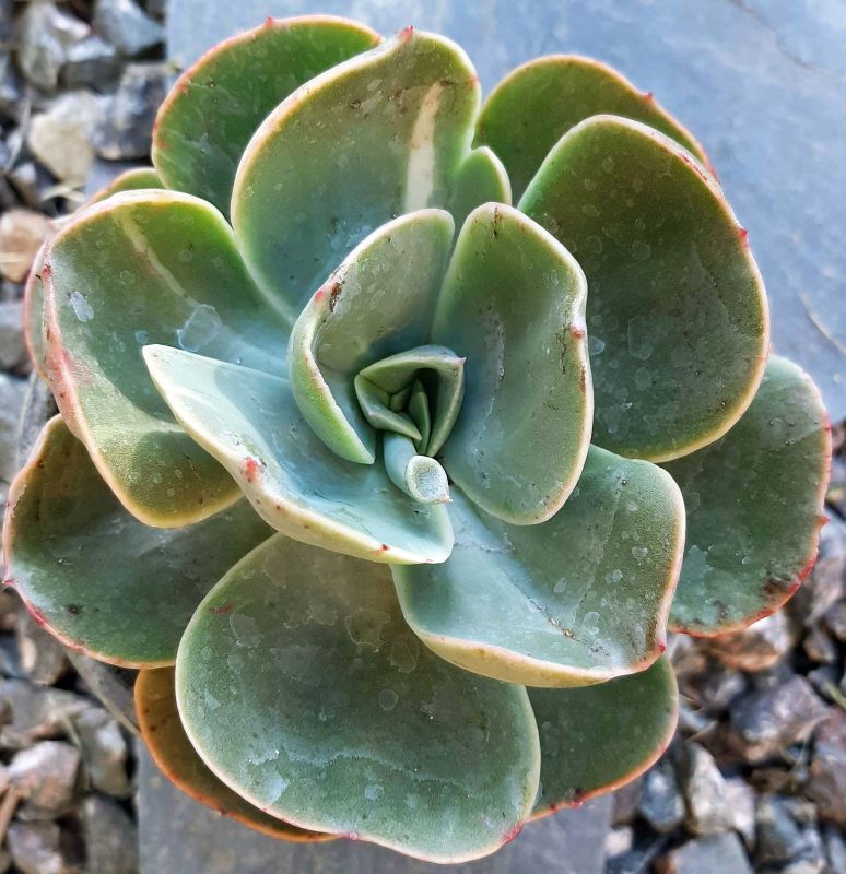 Una foto de Echeveria Mandala (HIBRIDO)