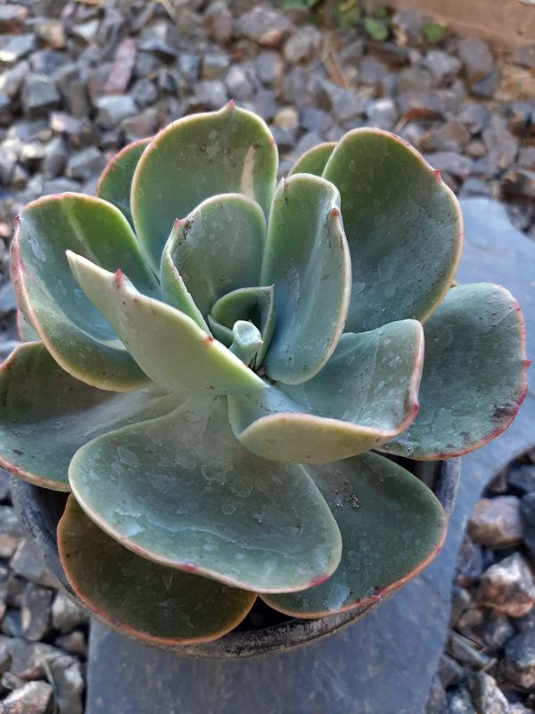 Una foto de Echeveria Mandala (HIBRIDO)