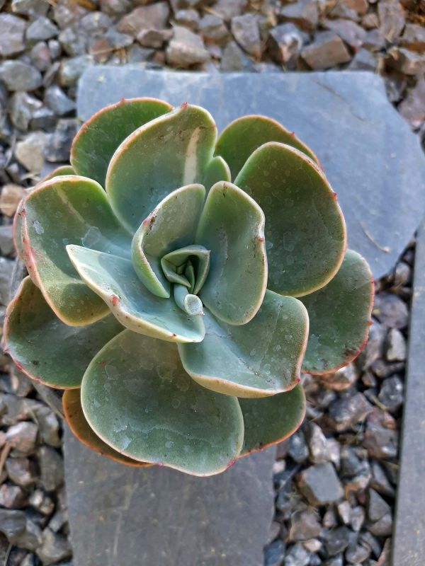 Una foto de Echeveria Mandala (HIBRIDO)