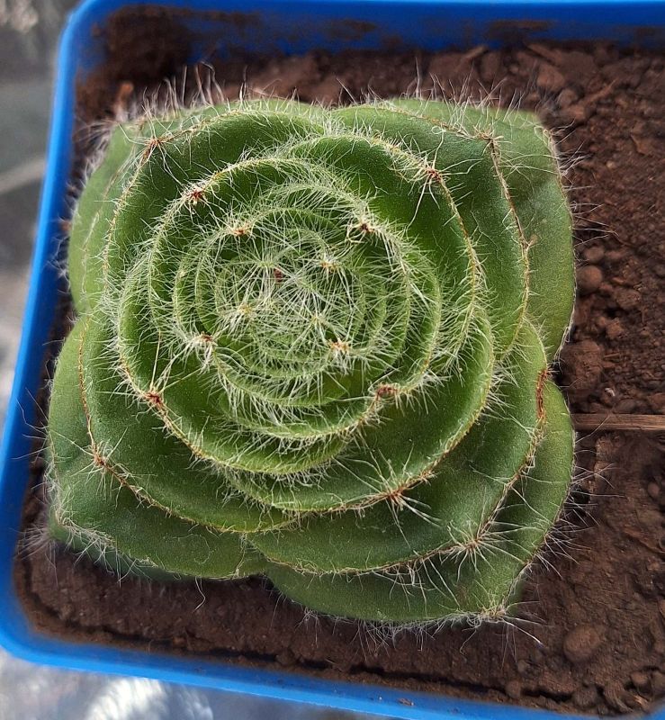 Una foto de Crassula barbata