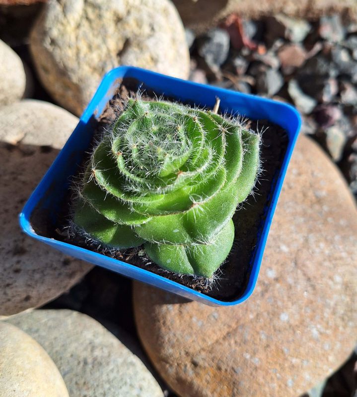 Una foto de Crassula barbata