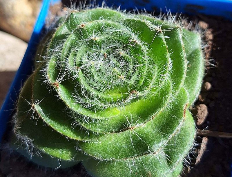 Una foto de Crassula barbata