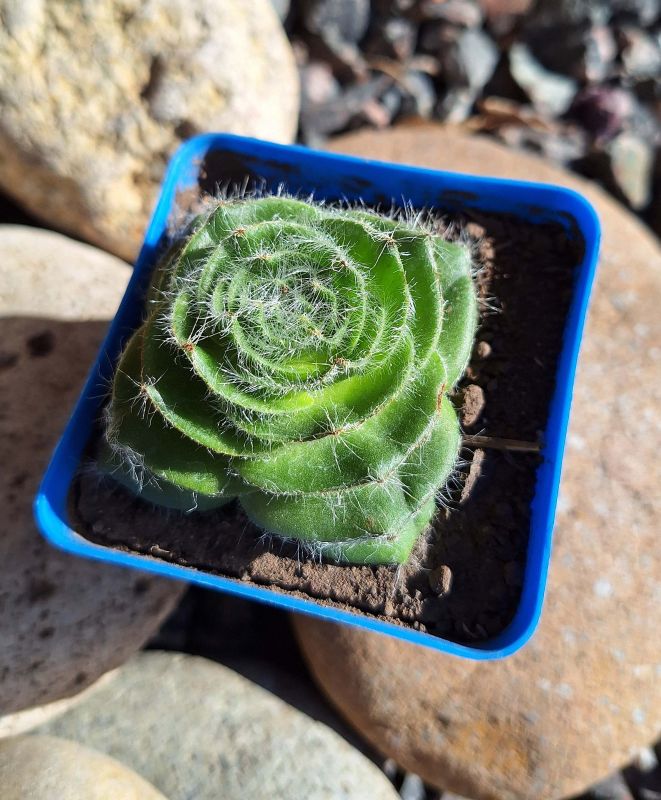 Una foto de Crassula barbata