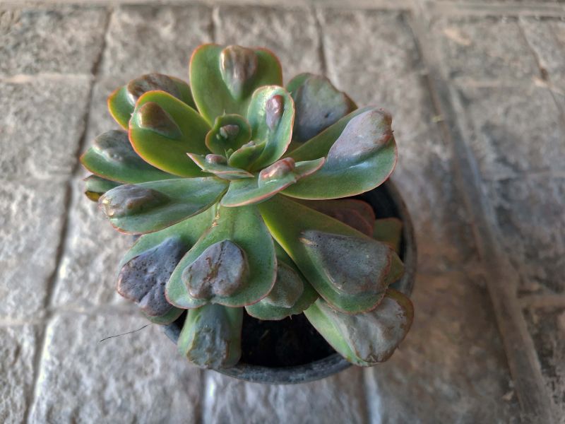 Una foto de Echeveria Pagoda (HIBRIDO)
