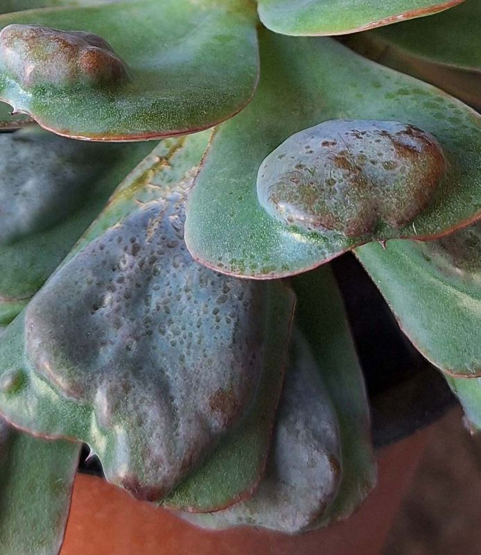 Una foto de Echeveria Pagoda (HIBRIDO)