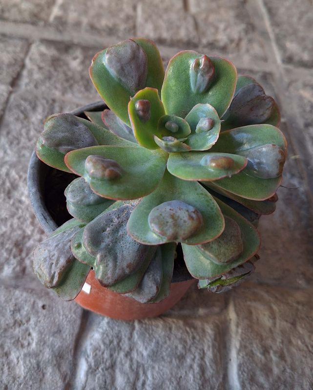 Una foto de Echeveria Pagoda (HIBRIDO)