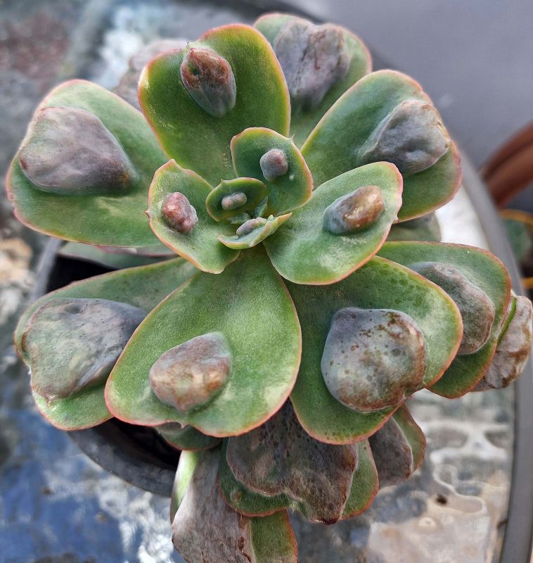 Una foto de Echeveria Pagoda (HIBRIDO)