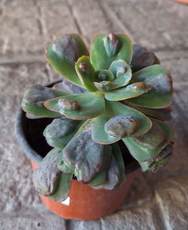 Una foto de Echeveria Pagoda (HIBRIDO)