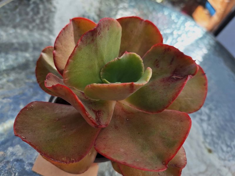 Una foto de Echeveria Miss Sophie (HIBRIDO)