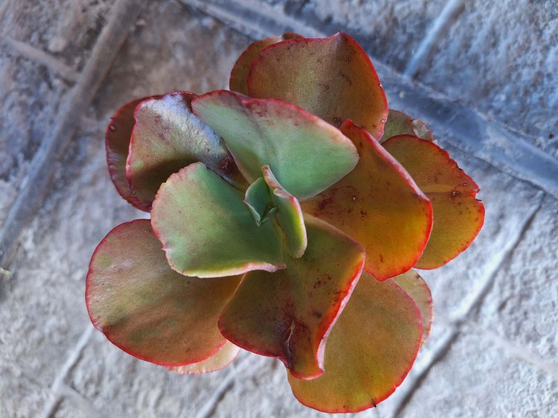 Una foto de Echeveria Miss Sophie (HIBRIDO)