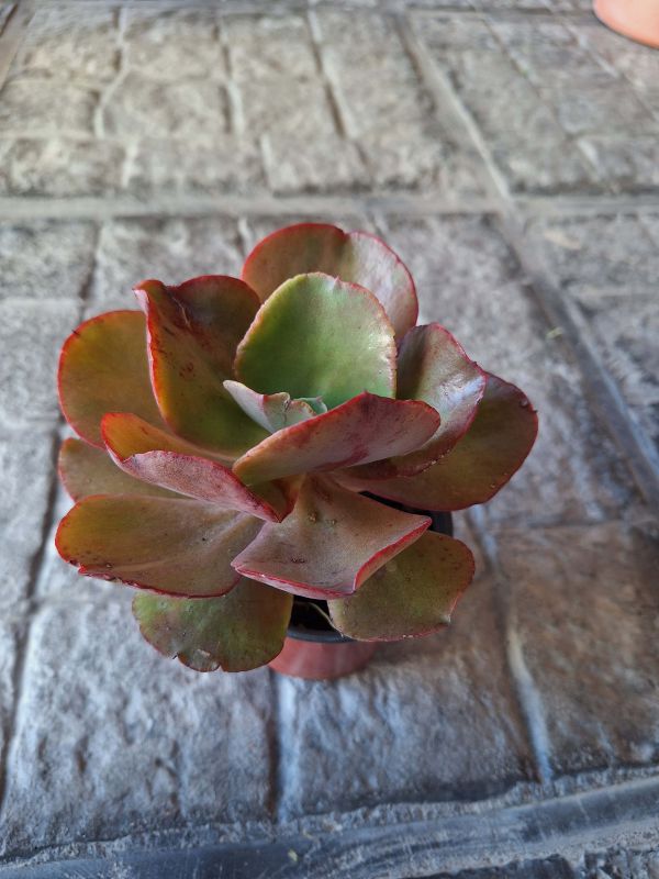 Una foto de Echeveria Miss Sophie (HIBRIDO)