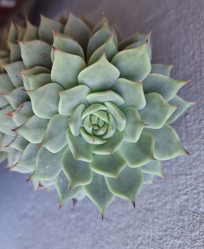A photo of Echeveria Tippy (HIBRIDO)