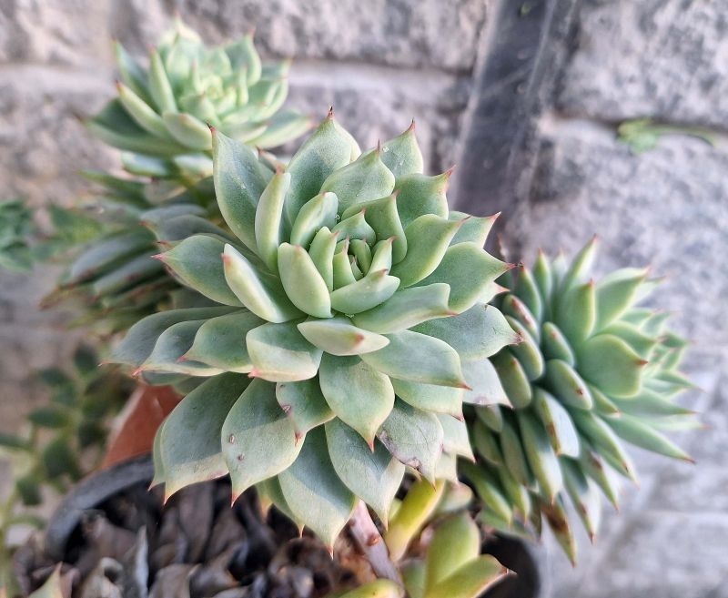 A photo of Echeveria Tippy (HIBRIDO)