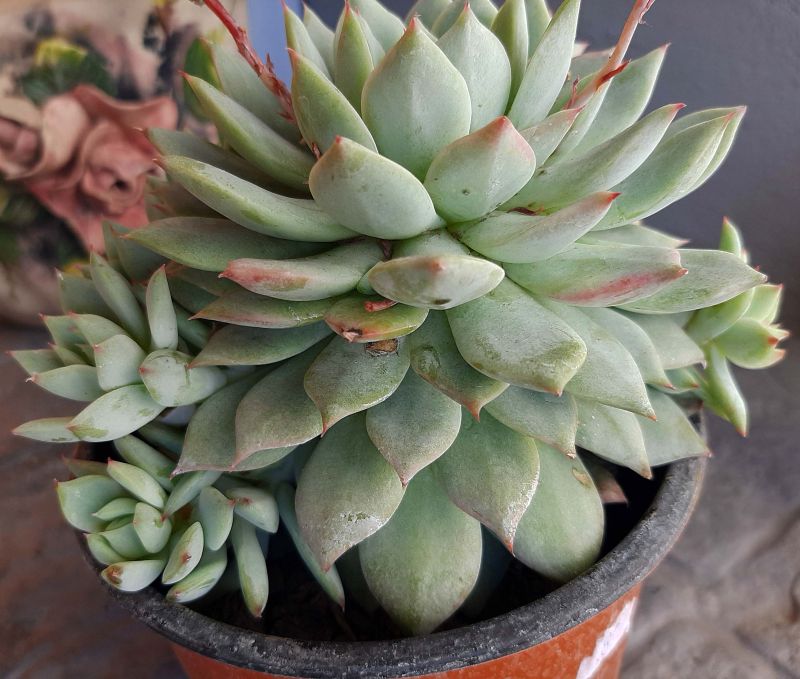 A photo of Echeveria Tippy (HIBRIDO)