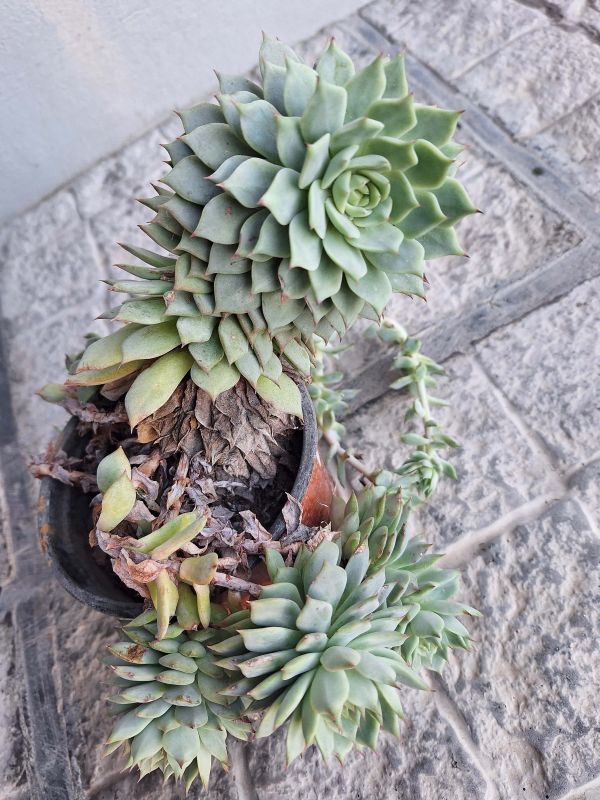 A photo of Echeveria Tippy (HIBRIDO)