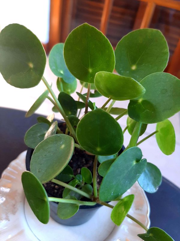 Una foto de Pilea peperomioides  