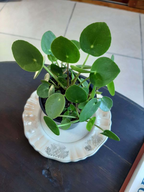 Una foto de Pilea peperomioides  