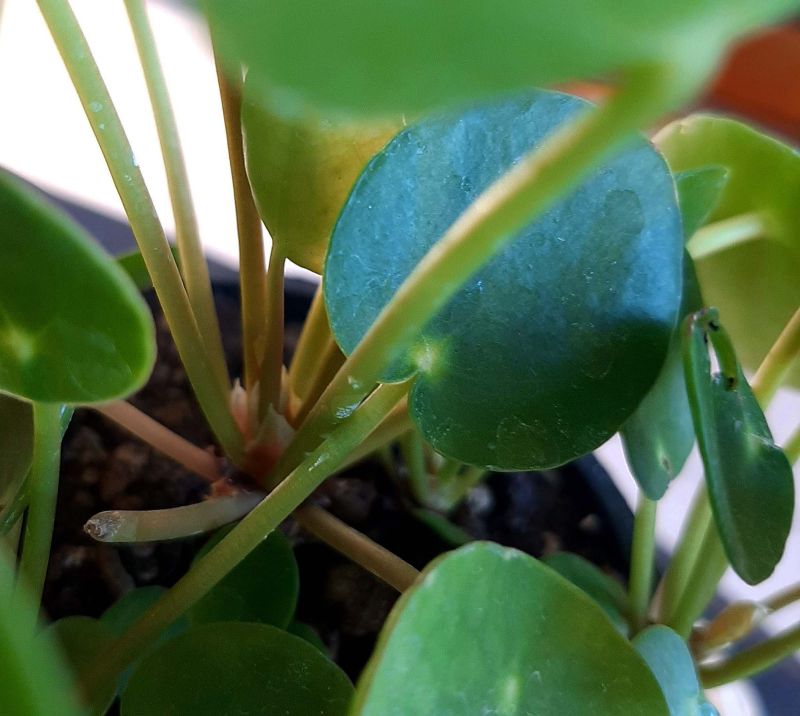Una foto de Pilea peperomioides  