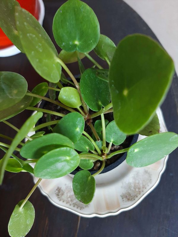 Una foto de Pilea peperomioides  