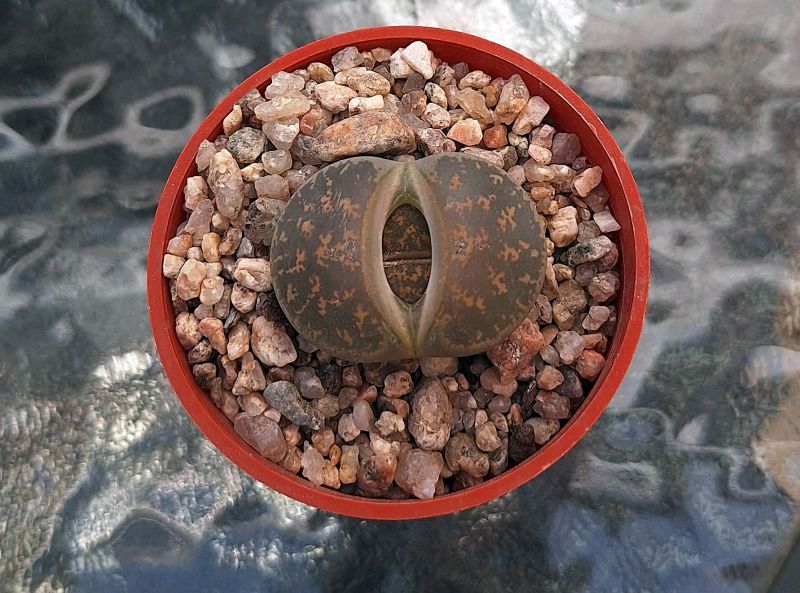 Una foto de Lithops aucampiae ssp. aucampiae var. aucampiae