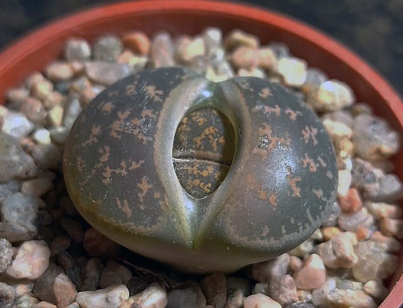Una foto de Lithops aucampiae ssp. aucampiae var. aucampiae