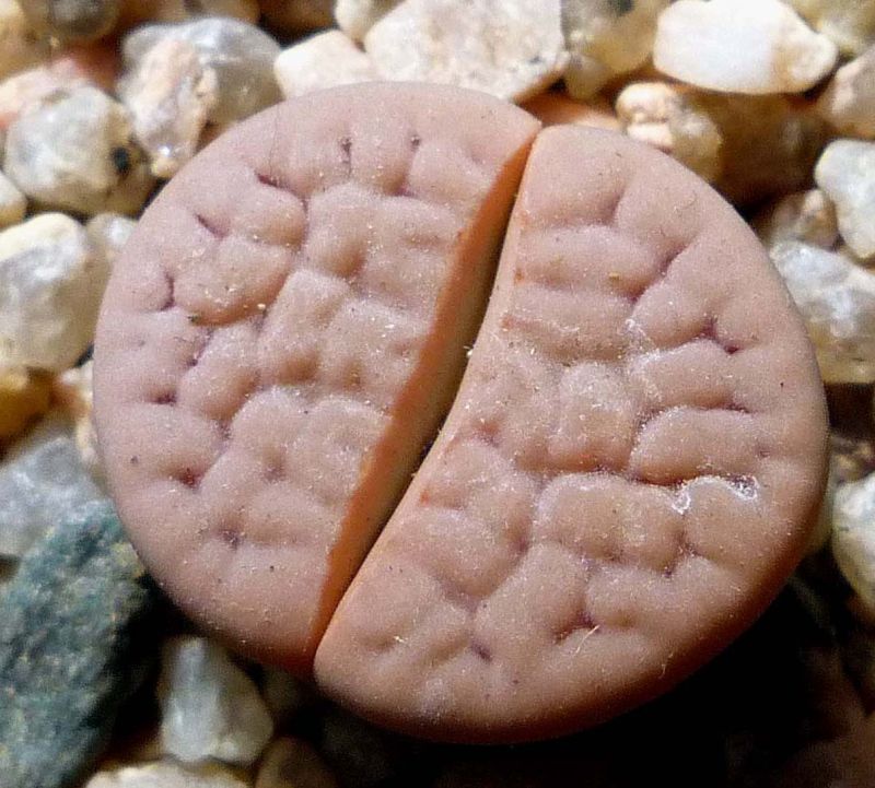 Una foto de Lithops karasmontana ssp. karasmontana
