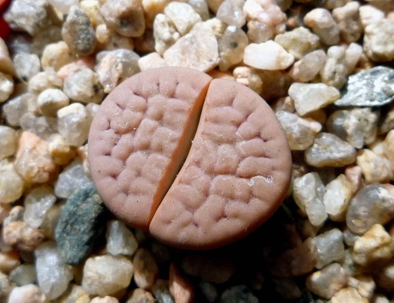 Una foto de Lithops karasmontana ssp. karasmontana